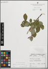 Foto von Salix pseudomedemii E. L. Wolf